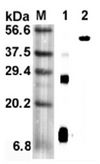 Retnla / RELM Alpha Antibody - Western blot analysis using anti-RELM-alpha (mouse), mAb (MREL 127) at 1:5000 dilution. 1: Mouse RELM-alpha (His-tagged). 2: Mouse RELM-alpha Fc-protein.