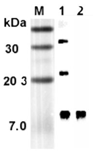 Retnla / RELM Alpha Antibody - Western blot analysis using anti-RELM-alpha (rat), mAb (RREL 803) at 1:5000 dilution. 1: Rat RELM-alpha (His-tagged). 2: Mouse RELM-alpha Fc-protein.