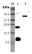 Retnla / RELM Alpha Antibody - Western blot analysis using anti-RELM-alpha (mouse), pAb at 1:5000 dilution. 1: Mouse RELM-alpha. 2: Mouse RELM-alpha Fc-protein.  This image was taken for the unconjugated form of this product. Other forms have not been tested.