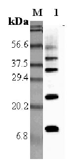 Retnla / RELM Alpha Antibody - Western blot analysis using anti-RELM-alpha (rat), pAb at 1:5000 dilution. 1: Rat RELM-alpha.  This image was taken for the unconjugated form of this product. Other forms have not been tested.