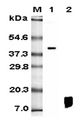 RETNLB / RELM-Beta Antibody - Western blot analysis using anti-RELM-beta (human), mAb (HRB 149) at 1:5000 dilution. 1: Human RELM-beta Fc-fusion protein. 2: Recombinant human RELM-beta protein.