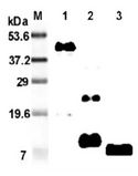 RETNLB / RELM-Beta Antibody - Western blot analysis using anti-RELM-beta (mouse), mAb (MRB 46L) at 1:2000 dilution. 1: Mouse RELM-beta Fc-fusion protein. 2: Recombinant mouse RELM-beta protein. 3: RELM-beta isolated from mouse stool.