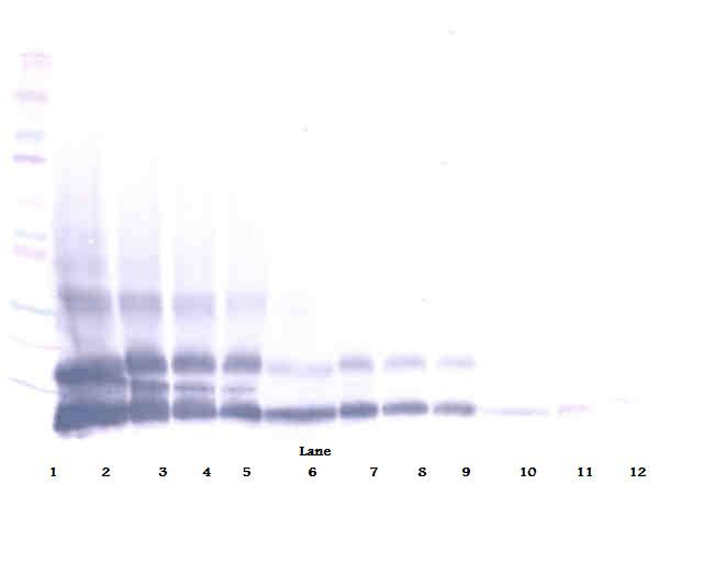 RETNLB / RELM-Beta Antibody - Western Blot (reducing) of FIZZ1 / RELM-Beta antibody. This image was taken for the unconjugated form of this product. Other forms have not been tested.