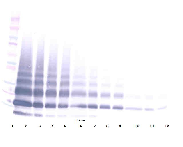 RETNLB / RELM-Beta Antibody - Western Blot (non-reducing) of FIZZ1 / RELM-Beta antibody. This image was taken for the unconjugated form of this product. Other forms have not been tested.