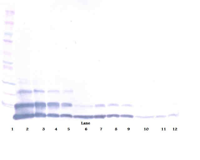 RETNLB / RELM-Beta Antibody - Western Blot (reducing) of FIZZ1 / RELM-Beta antibody. This image was taken for the unconjugated form of this product. Other forms have not been tested.