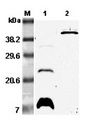 RETNLB / RELM-Beta Antibody - Western blot analysis using anti-RELM-beta (mouse), pAb at 1:5000 dilution. 1: Mouse RELM-beta. 2: Mouse RELM-beta Fc-protein.