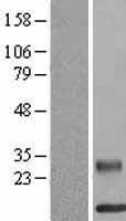 RETNLB / RELM-Beta Protein - Western validation with an anti-DDK antibody * L: Control HEK293 lysate R: Over-expression lysate