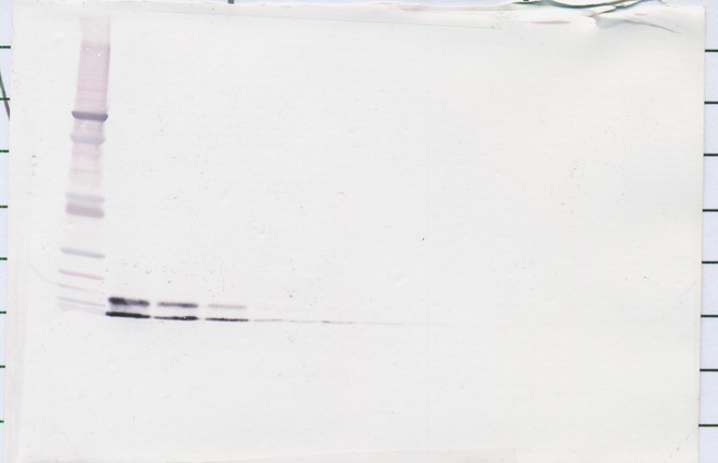 Retnlg / Fizz3 Antibody - Biotinylated Anti-Human Resistin (Polyclonal Rabbit) Western Blot Reduced