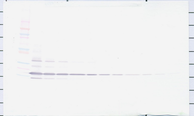 Retnlg / Fizz3 Antibody - Biotinylated Anti-Human Resistin (Polyclonal Rabbit) Western Blot Unreduced