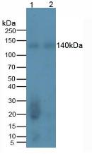 REV1 Antibody - Western Blot; Sample. Lane1: Rat Testis Tissue; Lane2: Rat Brain Tissue.