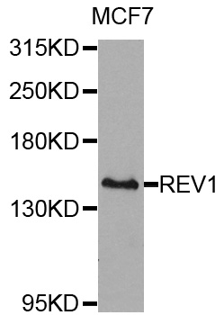 REV1 Antibody - Western blot analysis of extracts of MCF7 cells.