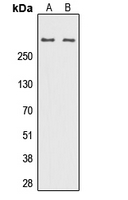 REV3L / REV3 Antibody - Western blot analysis of DNA Polymerase zeta expression in K562 (A); NIH3T3 (B) whole cell lysates.