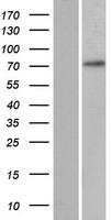 REXO1L1 Protein - Western validation with an anti-DDK antibody * L: Control HEK293 lysate R: Over-expression lysate