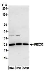 REXO2 Antibody - Detection of human REXO2 by western blot. Samples: Whole cell lysate (50 µg) from HeLa, HEK293T, and Jurkat cells prepared using NETN lysis buffer. Antibody: Affinity purified rabbit anti-REXO2 antibody used for WB at 0.4 µg/ml. Detection: Chemiluminescence with an exposure time of 10 seconds.