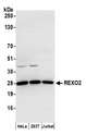 REXO2 Antibody - Detection of human REXO2 by western blot. Samples: Whole cell lysate (50 µg) from HeLa, HEK293T, and Jurkat cells prepared using NETN lysis buffer. Antibody: Affinity purified rabbit anti-REXO2 antibody used for WB at 0.4 µg/ml. Detection: Chemiluminescence with an exposure time of 10 seconds.