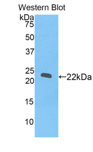 REXO2 Antibody - Western blot of recombinant REXO2.  This image was taken for the unconjugated form of this product. Other forms have not been tested.