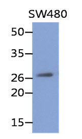 REXO2 Antibody - Western Blot: The cell lysate of SW480 (40 ug) were resolved by SDS-PAGE, transferred to PVDF membrane and probed with anti-human REXO2 antibody (1:500). Proteins were visualized using a goat anti-mouse secondary antibody conjugated to HRP and an ECL detection system.
