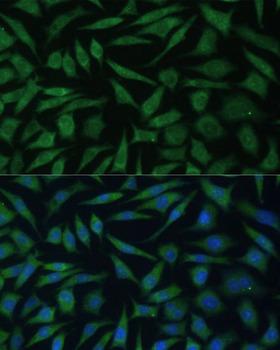 REXO2 Antibody - Immunofluorescence analysis of L929 cells using REXO2 Polyclonal Antibody at dilution of 1:100 (40x lens).Blue: DAPI for nuclear staining.