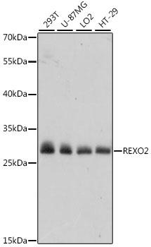 REXO2 Antibody - Western blot analysis of extracts of various cell lines using REXO2 Polyclonal Antibody at dilution of 1:1000.