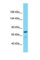 RFC1 / RFC Antibody - Western blot of Rat Testis. Rfc1 antibody dilution 1.0 ug/ml.  This image was taken for the unconjugated form of this product. Other forms have not been tested.