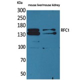 RFC1 / RFC Antibody - Western blot of RFC1 antibody