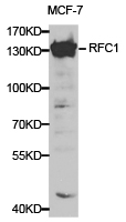 RFC1 / RFC Antibody - Western blot of extracts of MCF-7 cell lines, using RFC1 antibody.