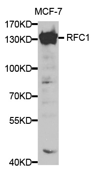 RFC1 / RFC Antibody - Western blot analysis of extracts of MCF-7 cells, using RFC1 antibody at 1:500 dilution. The secondary antibody used was an HRP Goat Anti-Rabbit IgG (H+L) at 1:10000 dilution. Lysates were loaded 25ug per lane and 3% nonfat dry milk in TBST was used for blocking.
