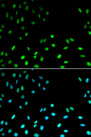RFC1 / RFC Antibody - Immunofluorescence analysis of MCF-7 cells using RFC1 antibody. Blue: DAPI for nuclear staining.