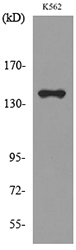 RFC1 / RFC Antibody - Western blot analysis of lysate from K562 cells, using RFC1 Antibody.