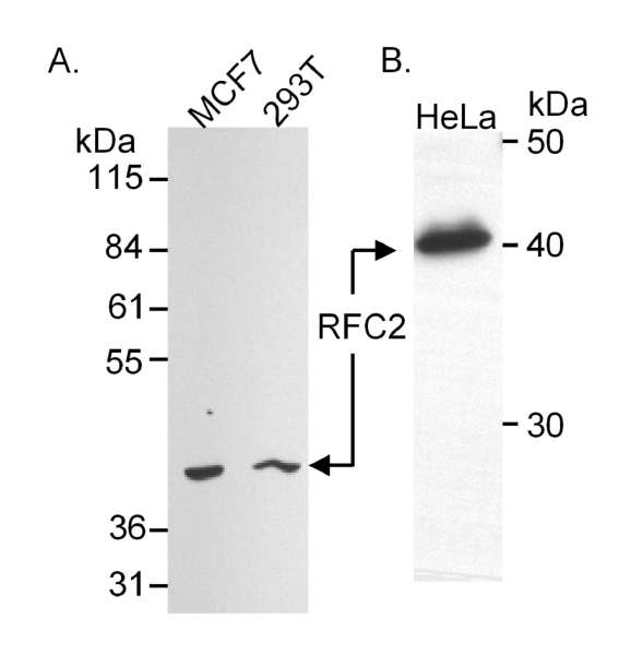 RFC2 / RFC40 Antibody - Detection of Human RFC2 (aka RFC40) by Western Blot. Samples: Whole cell extract (50 ug) from MCF7 and 293T cells (A) or nuclear extract (50 ug) from HeLa cells (B). Antibody: Affinity purified goat anti-RFC2 used at 0.5 ug/ml (A) and 1 ug/ml (B). Detection: Chemiluminescence.
