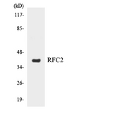 RFC2 / RFC40 Antibody - Western blot analysis of the lysates from HT-29 cells using RFC2 antibody.