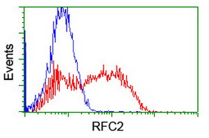RFC2 / RFC40 Antibody - HEK293T cells transfected with either overexpress plasmid (Red) or empty vector control plasmid (Blue) were immunostained by anti-RFC2 antibody, and then analyzed by flow cytometry.