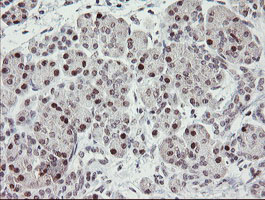 RFC2 / RFC40 Antibody - IHC of paraffin-embedded Human pancreas tissue using anti-RFC2 mouse monoclonal antibody.