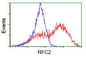 RFC2 / RFC40 Antibody - HEK293T cells transfected with either overexpress plasmid (Red) or empty vector control plasmid (Blue) were immunostained by anti-RFC2 antibody, and then analyzed by flow cytometry.