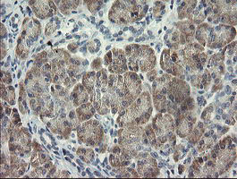 RFC2 / RFC40 Antibody - IHC of paraffin-embedded Human pancreas tissue using anti-RFC2 mouse monoclonal antibody.
