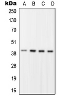 RFC2 / RFC40 Antibody - Western blot analysis of RFC2 expression in HEK293T (A); HeLa (B); Raw264.7 (C); H9C2 (D) whole cell lysates.