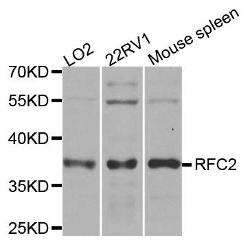 RFC2 / RFC40 Antibody - Western blot analysis of extracts of various cell lines.
