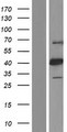 RFC2 / RFC40 Protein - Western validation with an anti-DDK antibody * L: Control HEK293 lysate R: Over-expression lysate