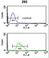 RFC3 Antibody - RFC3 Antibody flow cytometry of 293 cells (bottom histogram) compared to a negative control cell (top histogram). FITC-conjugated goat-anti-rabbit secondary antibodies were used for the analysis.