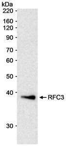 RFC3 Antibody - Detection of Human RFC3 by Western Blot. Sample: Nuclear extract (20 ug) from HeLa cells. Antibody: Affinity purified rabbit anti-RFC3 antibody used at 0.2 ug/ml. Detection: Chemiluminescence with an exposure time of 15 minutes.
