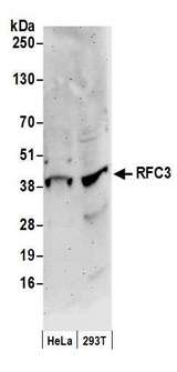 RFC3 Antibody - Detection of human RFC3 by western blot. Samples: Whole cell lysate (50 µg) from HeLa and HEK293T cells prepared using NETN lysis buffer. Antibody: Affinity purified rabbit anti-RFC3 antibody used for WB at 0.1 µg/ml. Detection: Chemiluminescence with an exposure time of 3 minutes.