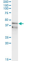 RFC3 Antibody - Immunoprecipitation of RFC3 transfected lysate using anti-RFC3 monoclonal antibody and Protein A Magnetic Bead, and immunoblotted with RFC3 monoclonal antibody.