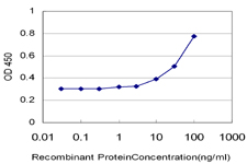 RFC3 Antibody - Detection limit for recombinant GST tagged RFC3 is approximately 10 ng/ml as a capture antibody.