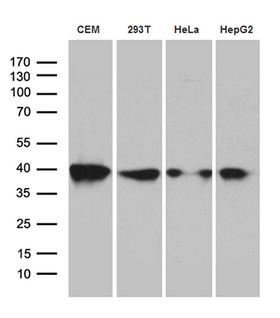 RFC3 Antibody - Western blot analysis of extracts. (35ug) from 4 cell lines by using anti-RFC3 monoclonal antibody. (1:500)