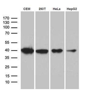 RFC3 Antibody - Western blot analysis of extracts. (35ug) from 4 cell lines by using anti-RFC3 monoclonal antibody. (1:500)