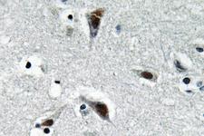RFC3 Antibody - IHC of RFC3 (L227) pAb in paraffin-embedded human brain tissue.