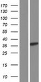 RFC3 Protein - Western validation with an anti-DDK antibody * L: Control HEK293 lysate R: Over-expression lysate