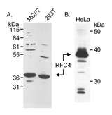 RFC4 Antibody - Detection of Human RFC4 (aka RFC37) by Western Blot. Samples: Whole cell extract (50 ug) from MCF7 and 293T or nuclear extract (50 ug) from HeLa cells. Antibody: Affinity purified goat anti-RFC4 used at 0.5 ug/ml (A) and 1 ug/ml (B). Detection: Chemiluminescence.