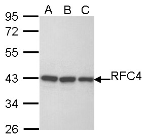 RFC4 Antibody - Sample (30 ug of whole cell lysate). A: H1299, B: Hela, C: Hep G2 . 10% SDS PAGE. RFC4 antibody diluted at 1:1000.