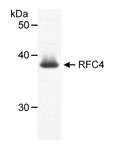 RFC4 Antibody - Detection of Human RFC4 (aka RFC37) by Western Blot. Samples: Nuclear extract (50 ug) from HeLa cells. Antibody: Affinity purified goat anti-RFC4 used at 1 ug/ml. Detection: Chemiluminescence.